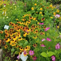Slow to bloom, but on top now: Orange fudge Rudbeckia and Cosmosnd Cosmos