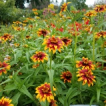 My fave Old Mexico Zinnia