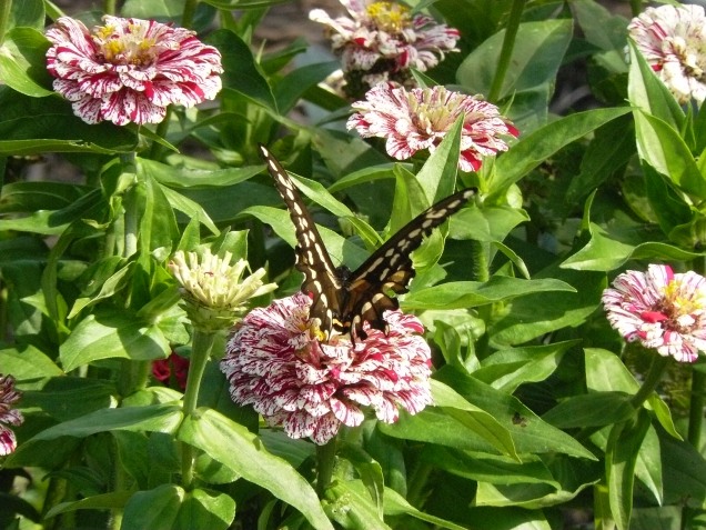 Wow! Swallowtail on Popart red and white Zinnia