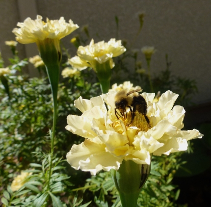 Bumble Bee on 'Ivory' Marigold