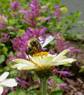 Bumble Bee on Z. Zahara Starlight Rose