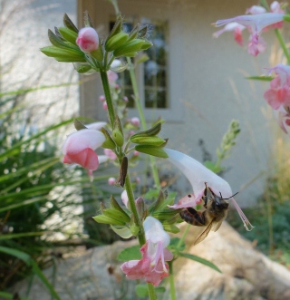 Honeybee on S. 'Summer Jewel Pink'